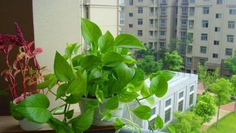 养花老师傅，这些花平常放屋里，下雨天拿出来，雨越大，花越旺