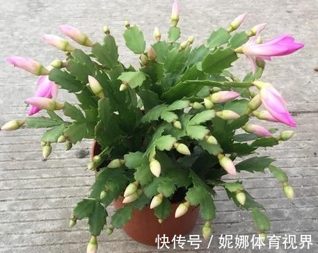 正在开花的蟹爪兰,就怕做错4件事,容易叶片耷拉,掉花苞