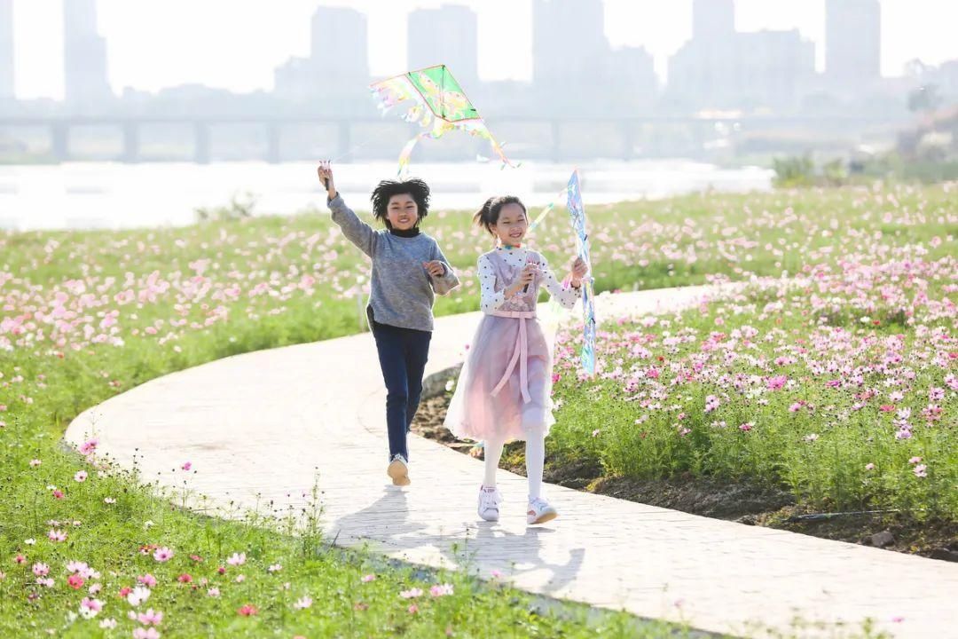 中年|文明旅游丨硫华菊、波斯菊……春游佛山，你被花海包围了！