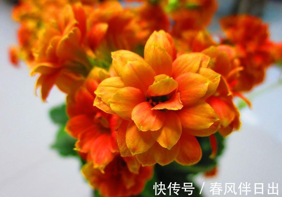 花友|长寿花立秋后养护有讲究，浇水施肥都不能急，把握好时机才能爆盆