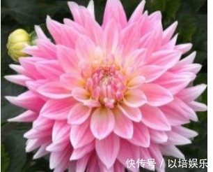 好看的“大丽花”怎么养多注意这一点,易爆盆开花