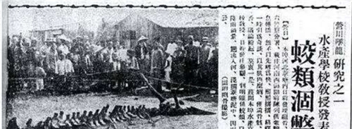 扬子鳄@为啥很多老一辈说自己见过龙?难道是这种动物?现成一级保护动物