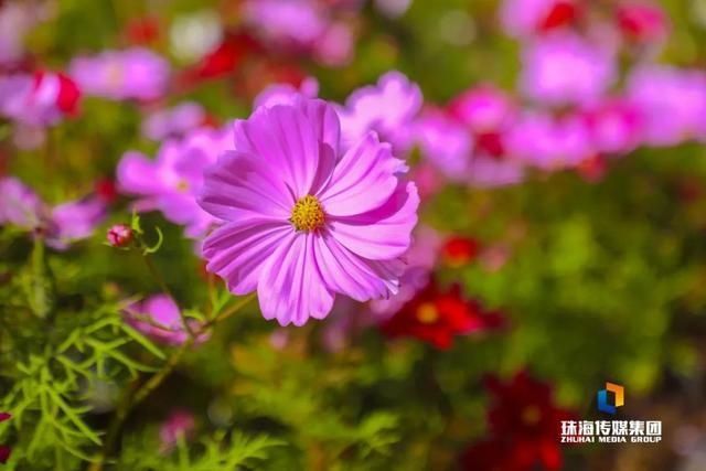 太养眼！茶花廊道、波斯菊花海、勒杜鹃廊道…海天公园上新啦