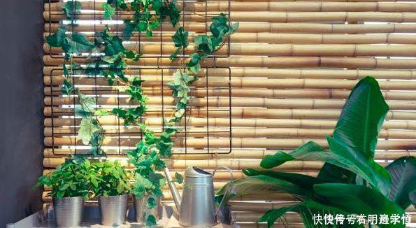 土壤|养花换下的土壤这样操作,就能无限循环