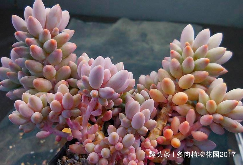 肥厚|想要婴儿手指叶片多又胖，你得这样养护