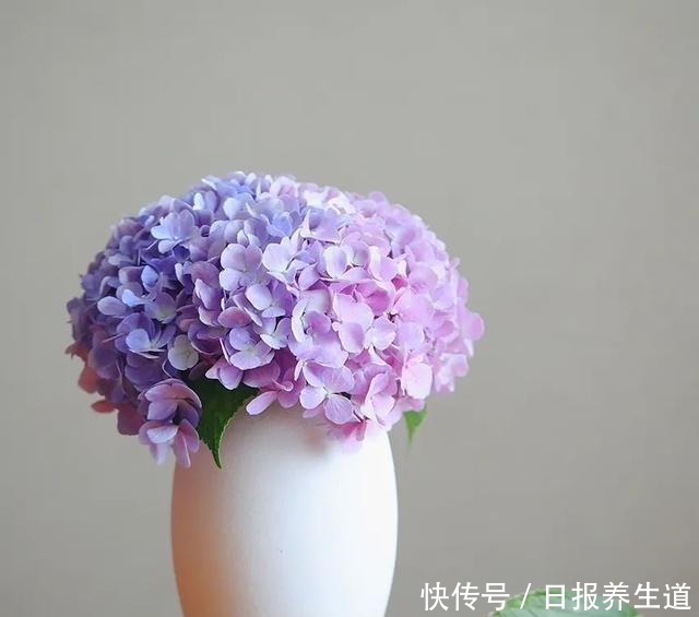 若有院子,养些紫色的花吧,高级又浪漫!