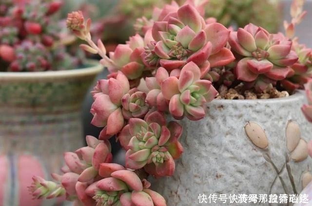 多肉|花友养多肉3年，全都养成了老桩，全靠这6个品种，真是太明智了！