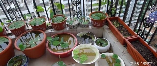 养盆栽睡莲、碗莲,一个小技巧,叶子蹭蹭长满盆,一次开10朵