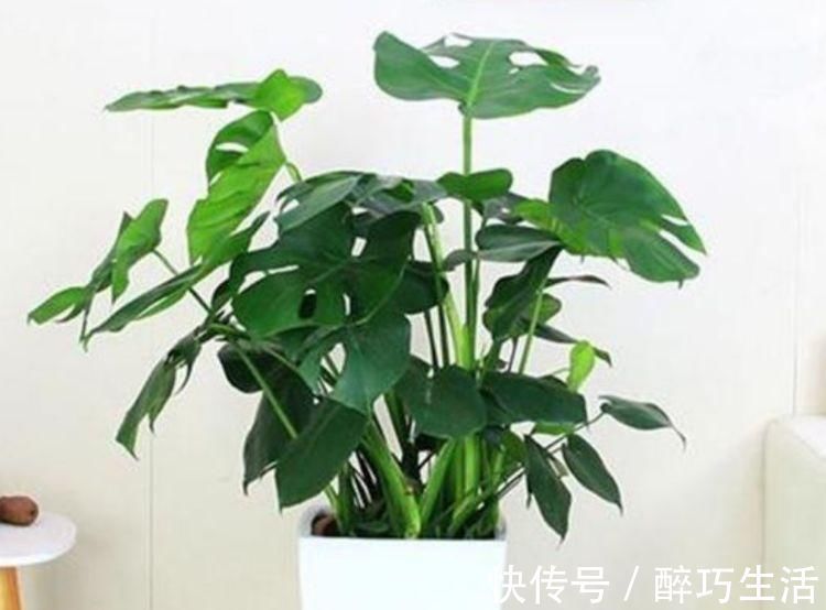 聪明人都养4种花，净化空气，帮助睡眠，适应性很强