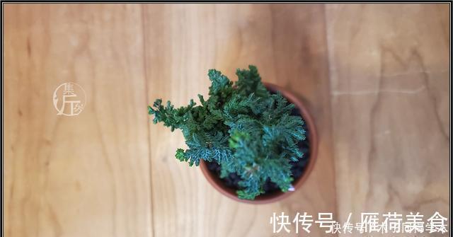 绿海听涛,“桧柏化石”石化桧盆景的养护与创作