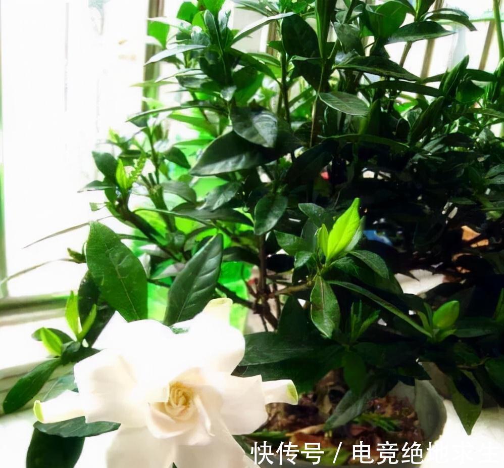 天冷后，9种花要“少水、断粮”，不然难过冬