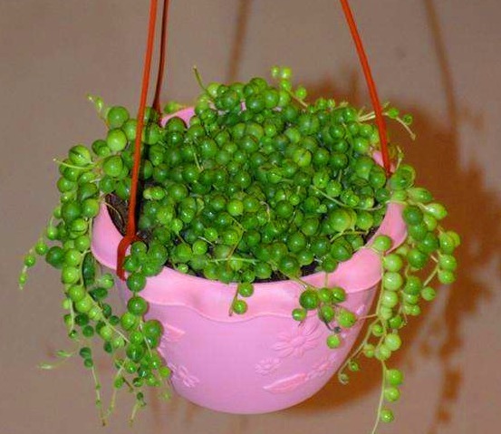 不知道家里养啥花不妨看下此3种，既美丽，还能使花友心情舒畅