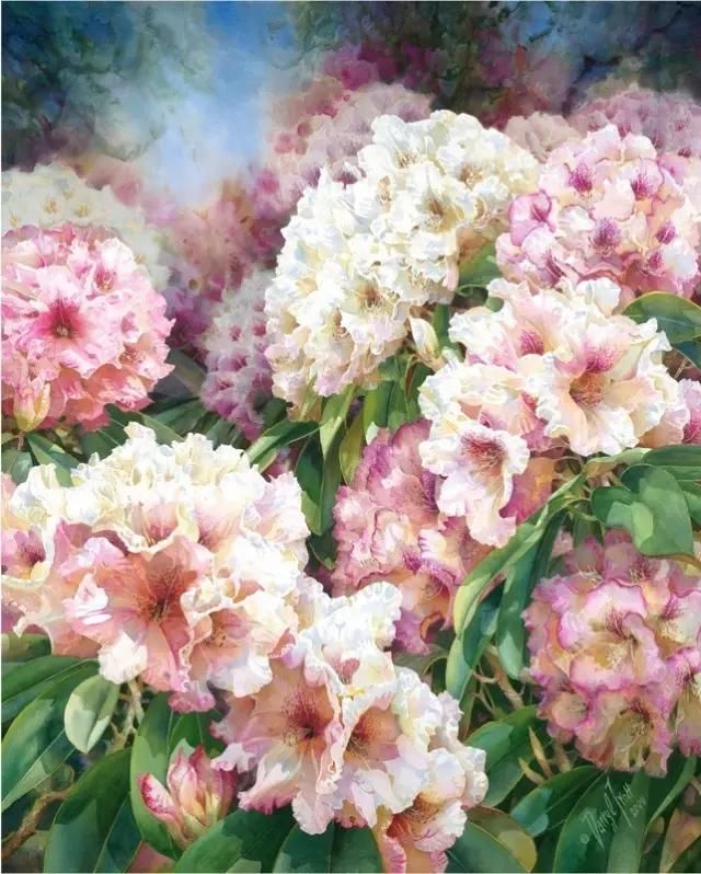 水彩&水彩画欣赏：澳大利亚水彩画家30张水彩花卉，动人