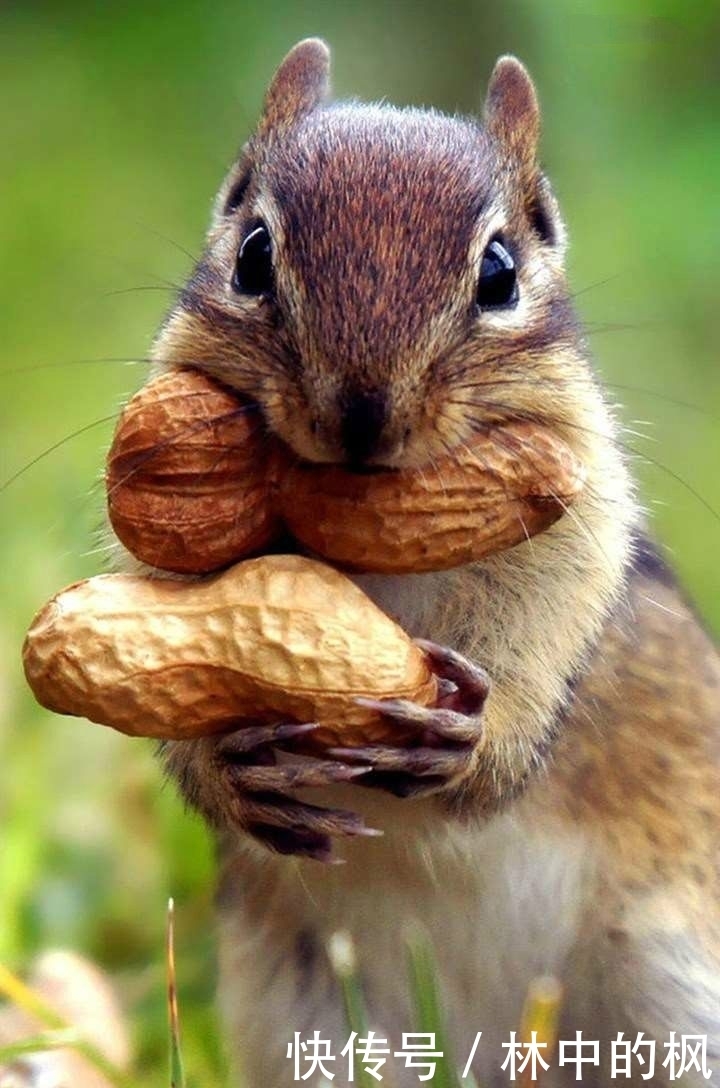 来看|快来看啊,我抓到了一群吃货!真是吃出新境界!