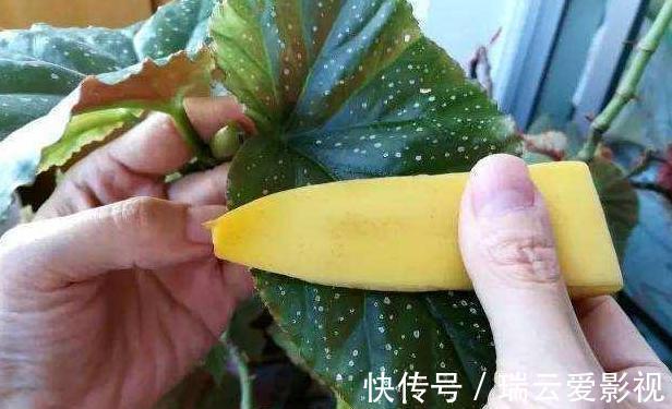 花卉|香蕉皮养花,用法可真多,泡水、混土、晒干当肥,还能擦叶子