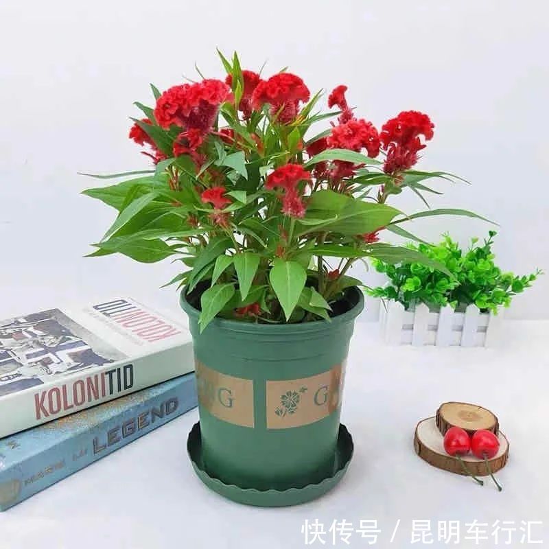 茉莉花|老中医最喜欢的五种花，家里养一盆，越养身体越健康，你家养了吗