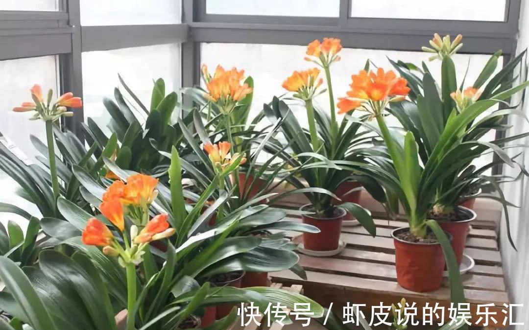 长寿花|7种“懒人花”,漂亮又好养,客厅养一盆,大气吉祥,养人又旺家