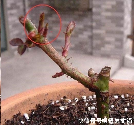 冠幅|想让月季冠幅快速变大，只要舍得，做好2点就行！