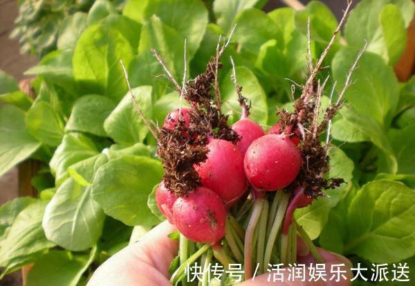 阳台|婆婆在阳台种“高钙菜”，15天摘“1篮子”，口感爽脆能“减肥