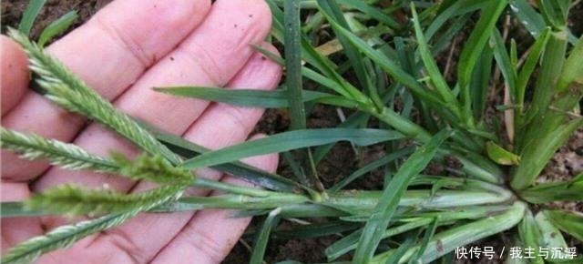 根茎|路边常见的牛筋草，生命力旺盛又结实，不能小瞧作用多