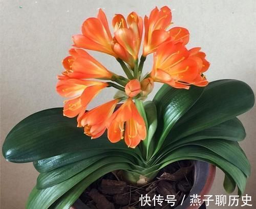 发芽|君子兰浅栽好还是深栽好?可要多留意,发芽开花就靠它