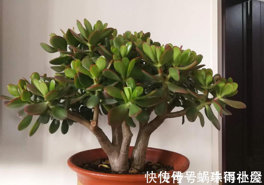 铃兰|30℃以上,10种花就先别养了,买一盆死一盆,别怪我没提醒你