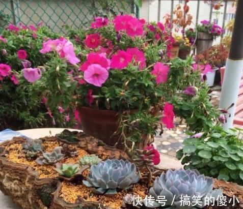 夹竹桃|5种有毒的花卉盆栽,如果家中养了,赶快处理,不要掉以轻心