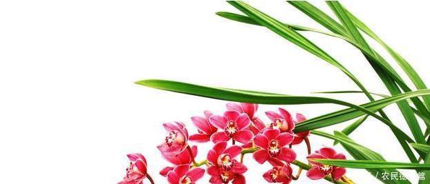 繁殖|兰花有几种繁殖方式?怎么用假鳞茎繁殖?