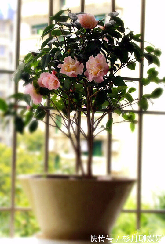 萝藦科|喜欢养菊，不如试试“玫瑰精品”卡罗拉，花色红艳似火，热情奔放