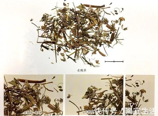 面神經麻痹|一味草藥，可以治愈口眼歪斜、風濕病，真沒想到