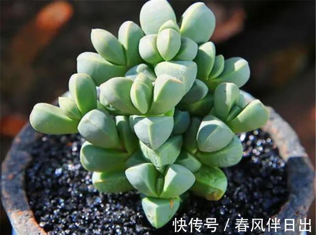 土团|养多肉植物鹿角海棠,日常打理抓住这4点,好养易活