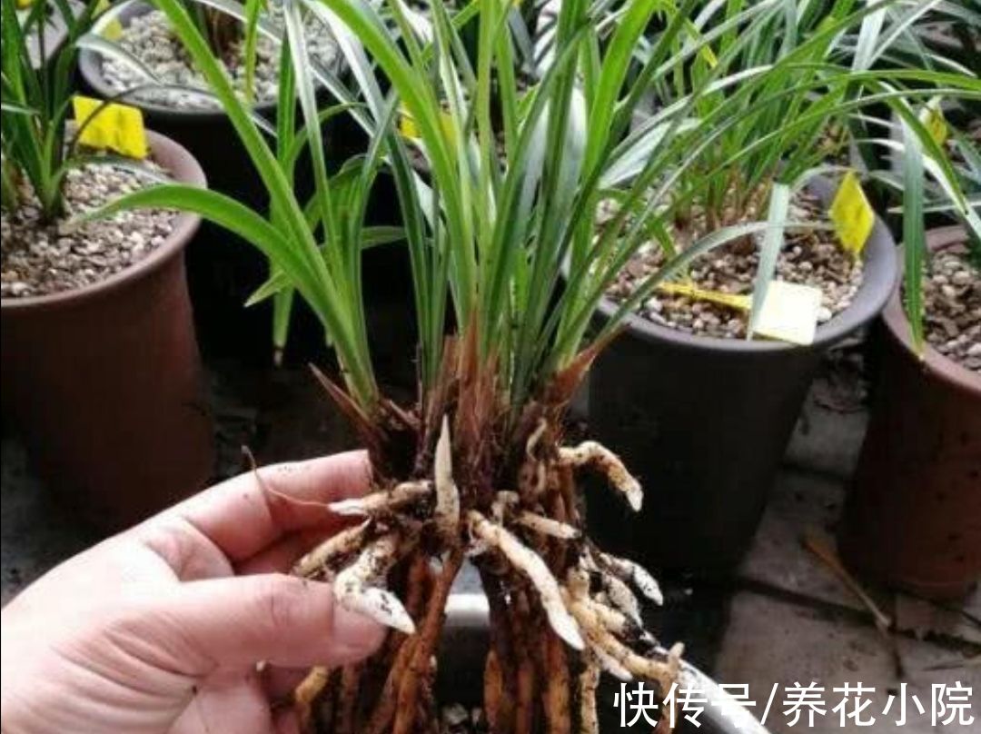 秋天养兰花，掌握4个“小技巧”，植株长势旺，更容易开花