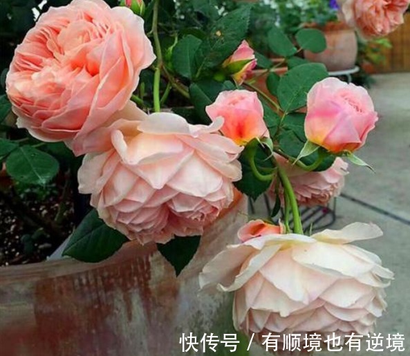 月季花杜鹃花栀子花总是养不活教你一招,连开3个月!