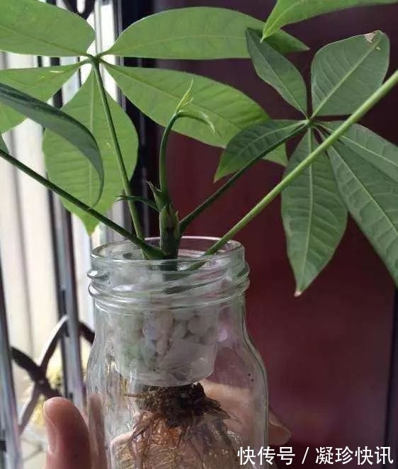 发财树|家庭3种“福气树”,整盆买很贵,不如用根枝条来扦插,30天成活