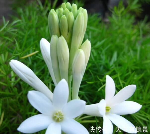 大众花卉|3种“漂亮花”,香气浓郁,大牌香水的“原料”,又香又美又值钱