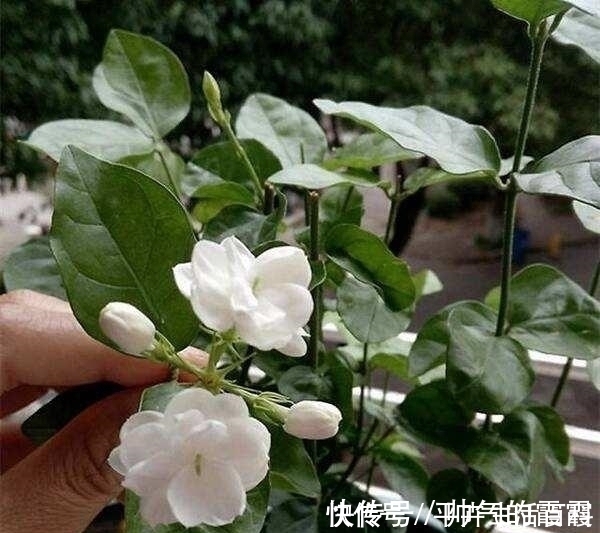 养好茉莉花,4个步骤缺一不可,花开满盆,一茬接一茬