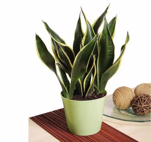 角落|17种适合生长在弱光处的室内植物,可以摆放在家里的任何角落