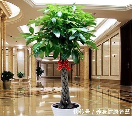 帆风顺|这些花最讨厌太阳，越阴凉越爆盆，还能开满花！