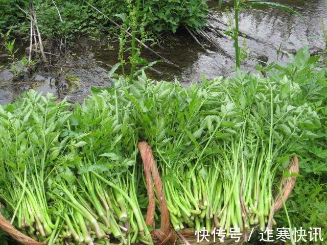 水芹菜|女性不想大肚子，水桶腰，不妨多吃此菜，刮油清脂，减肥瘦身