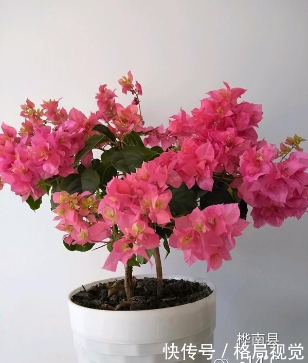 春天养这几款花,枝条插土就生根,开花轻松爆盆,花型独特又美观