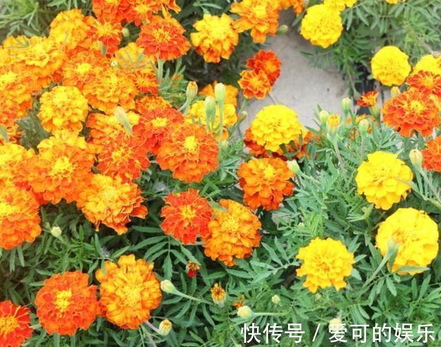 农历十一月大雪过后,养什么花?家里养3种花,一生幸福平安喜乐