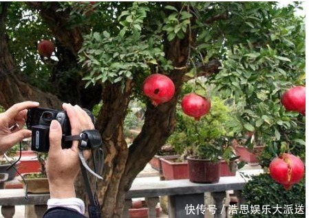 阳台|养花不如种植果树，这两种阳台果树，观花结果两不误，你养过吗