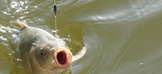 天冷如何让鱼咬钩?只需下面这1招,再懒的鱼也会扑上去咬一口
