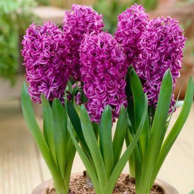 家里养此6种花卉盆栽,好养易活满屋子飘香,美极了!