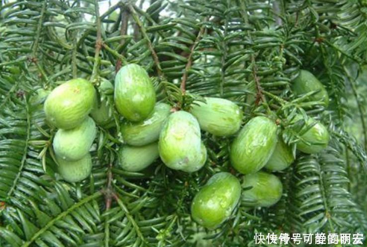 罕见|南方这“罕见”水果,新鲜卖不出,晒干卖80元一斤,果农却不愿种