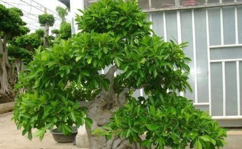 养榕树盆景,掌握“4点”技巧,颜值常年在线,花开培养成老桩