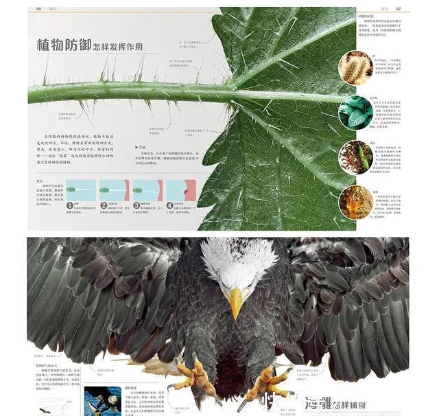 恐龙世界@DK图书大盘点第一季:少儿百科类