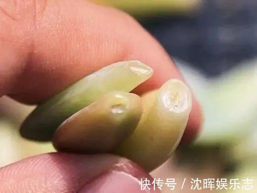 非洲堇|这花送人，只用送一片叶子，插土就活不心疼！