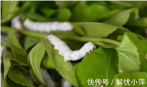 双关#无名氏的两首情诗,谐音双关,质朴生动,更令人赞赏不已