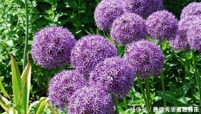 非常奇特的3种植物,紫色印象葱上榜,打破了